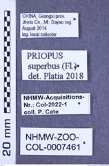 Etikette zu Priopus superbus (Fleutiaux, 1895) (NHMW-ZOO-COL-0007461)